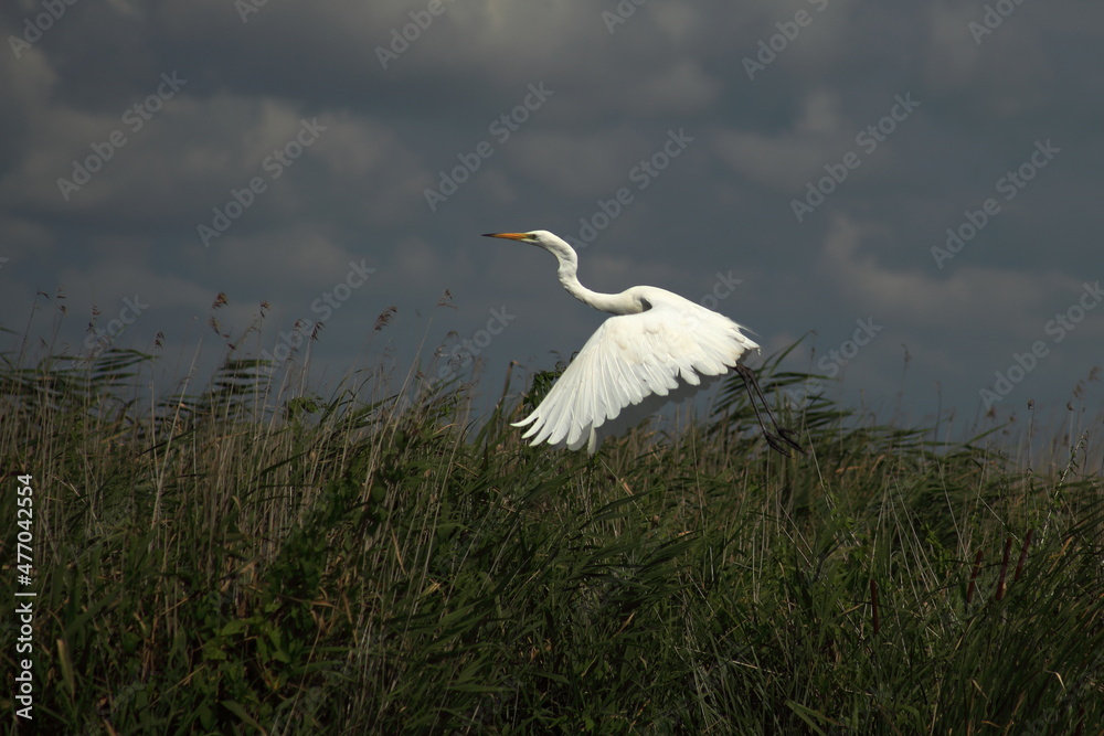 Fototapeta premium white heron taking to the air