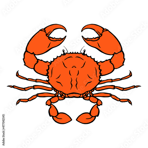 Sea red crab on a white background. The underwater world of animals. Delicious delicacy on the restaurant menu. Vector isolated art illustration hand drawn