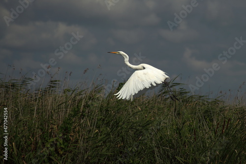 white heron taking to the air