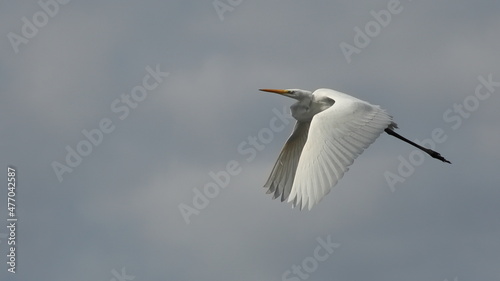 Obraz na płótnie White heron flying in the clouds