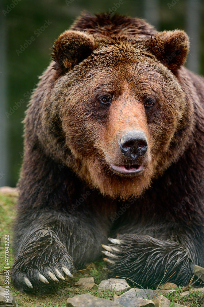Big brown bear lying, big forest predator close up, big paw and sharp claws.