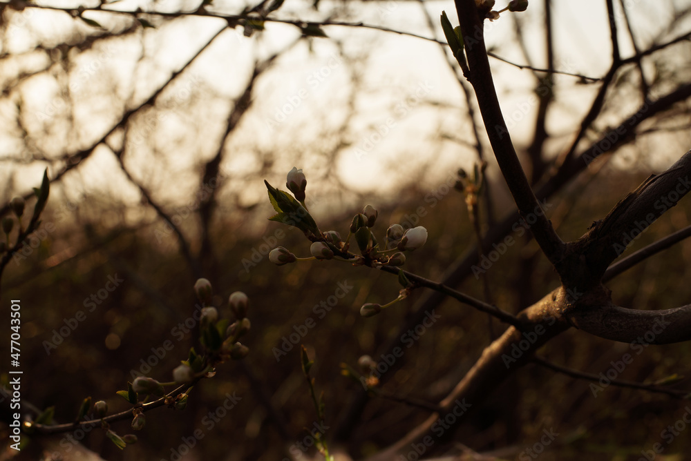 Spring cherry twig with swollen flower buds Spring cherry twig with swollen flower buds