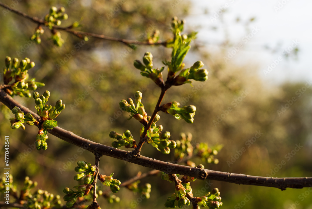 Spring cherry twig with swollen flower buds Spring cherry twig with swollen flower buds