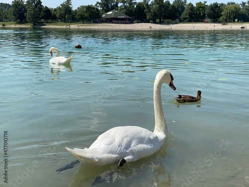 The mute swan (Cygnus olor, Gmelin), der Höckerschwan or Cygne tuberculé on Jarun Lake, Zagreb - Croatia (Crvenokljuni labud ili Grbavi labud na Jarunskom jezeru, Zagreb - Hrvatska) photo