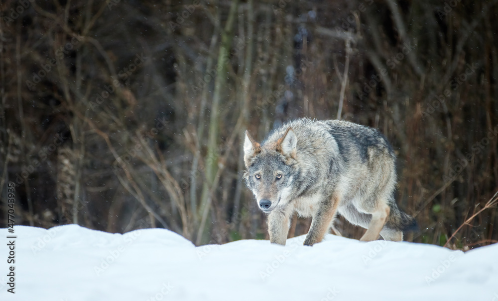Eurasian wolf, Canis lupus lupus, huge gray wolf in winter, wild animal, close encounter, eye contact. Stalking Wolf in the forest, frosty conditions, snowfall. Poloniny mountains, Poland.