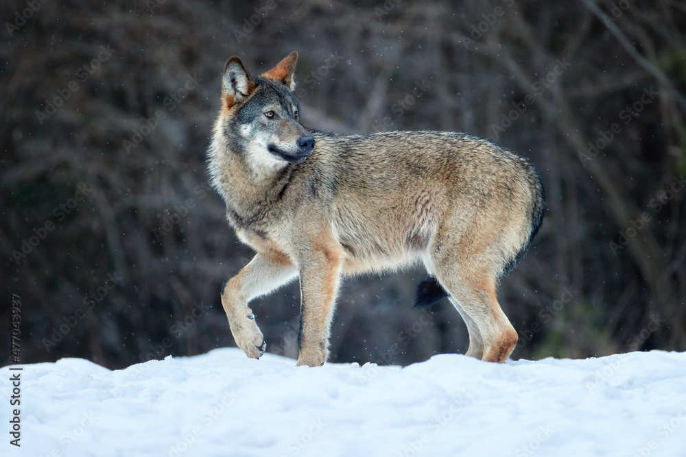 Fototapeta premium Eurasian wolf, Canis lupus lupus, huge gray wolf in winter, wild animal, close encounter. Stalking Wolf in the forest, frosty conditions, snowfall. Poloniny mountains, Poland.