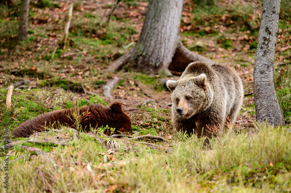 Obraz premium Brown bears of the rehabilitation center in Ukraine, rest of two bears, predators in nature.