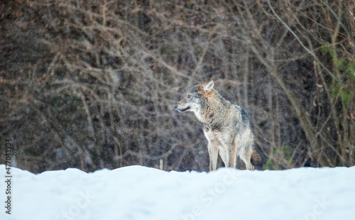 Eurasian wolf  Canis lupus lupus  huge gray wolf in winter  wild animal  close encounter  eye contact. Stalking Wolf in the forest  frosty conditions  snowfall. Poloniny mountains  Poland.