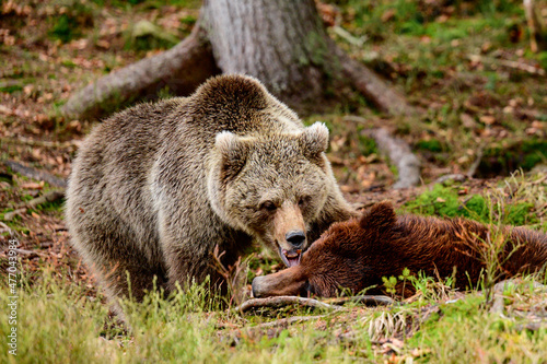 A predatory bear that goes into hibernation, early spring and brown bears.