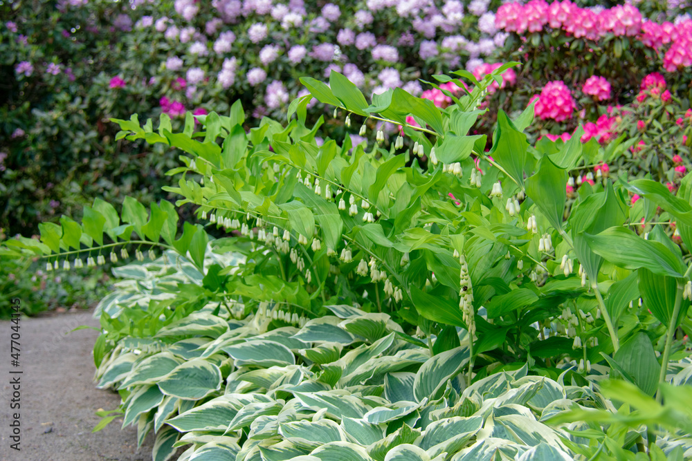 Φωτογραφία Landscape of Hosta plantaginea fragrant plantain lily and ferns at Garten der We