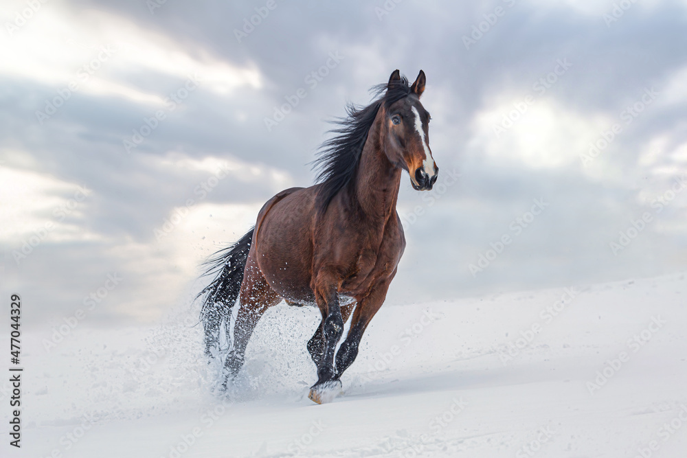 A brown trotter horse running across a snowy winter paddock