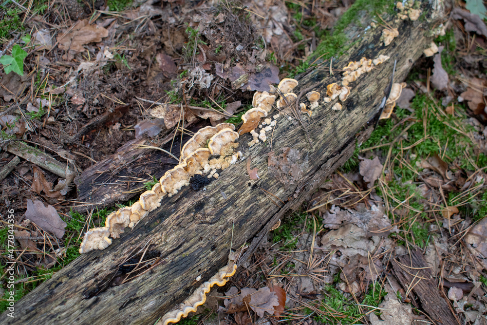 Landscape of a Trametes mushroom growing on a fallen log in Tegel Forest Berlin Germany Landscape of a Trametes mushroom growing on a fallen log in Tegel Forest Berlin Germany