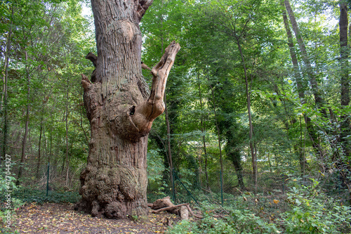 Landscape of Dicke Fat Marie Berlin's oldest tree in Tegel Forest Berlin Germany photo