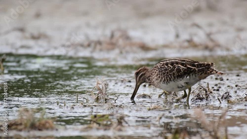 Common Snipe in the search for food in the shallow water, Gallinago gallinago. photo