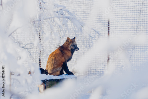 Fox in the Russian reserve in winter