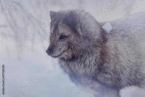 Arctic fox in winter in Russia, portrait