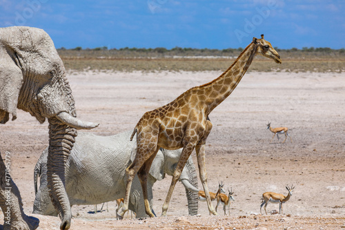 Elephants, springbok and giraffe at a waterhole in Namibia © Jason Busa