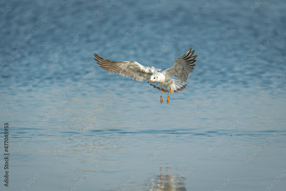 seagull seagull