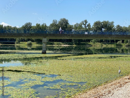 Aquatic plants on the small lake Jarun or pond vegetation during the summer on the Jarun's lake, Zagreb - Croatia (Vodeno bilje na malom jezeru Jarun ili barska vegetacija na jarunskom jezeru, Zagreb) photo
