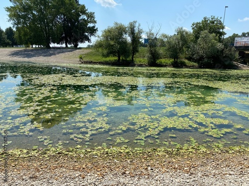 Aquatic plants on the small lake Jarun or pond vegetation during the summer on the Jarun's lake, Zagreb - Croatia (Vodeno bilje na malom jezeru Jarun ili barska vegetacija na jarunskom jezeru, Zagreb) photo