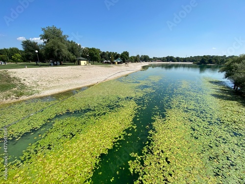 Aquatic plants on the small lake Jarun or pond vegetation during the summer on the Jarun's lake, Zagreb - Croatia (Vodeno bilje na malom jezeru Jarun ili barska vegetacija na jarunskom jezeru, Zagreb) photo