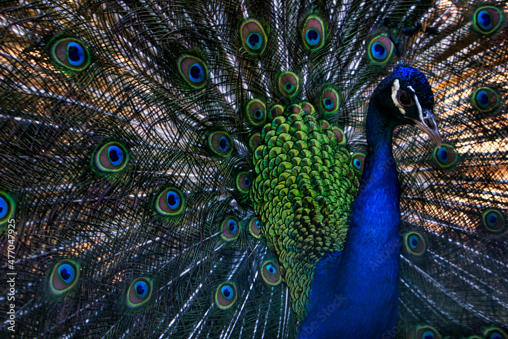 Obraz premium Soft focus of an Indian peacock at a zoo