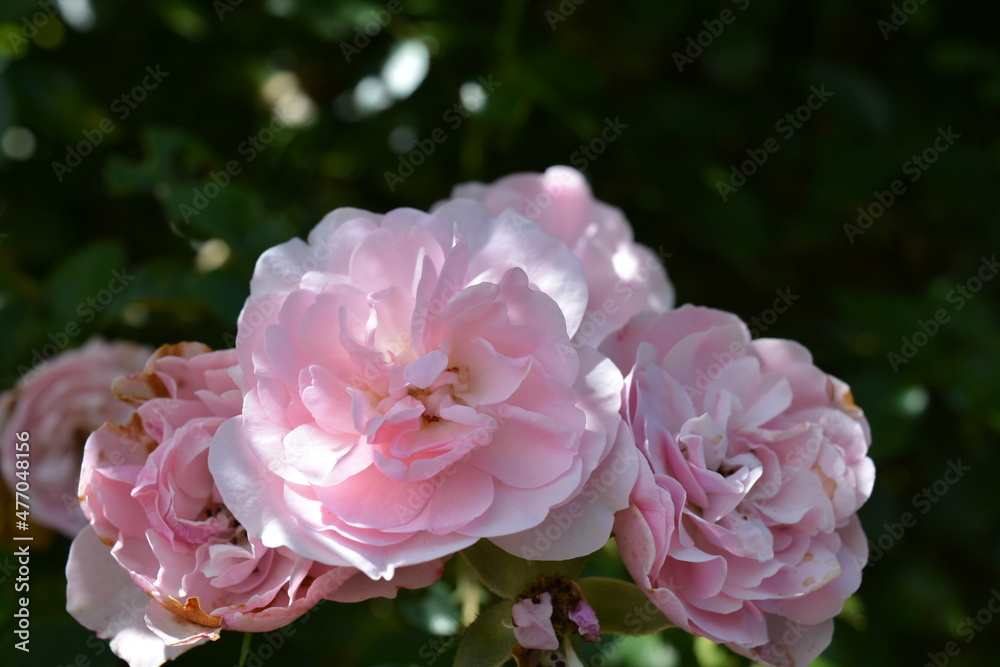 Pink roses in garden Pink roses in garden