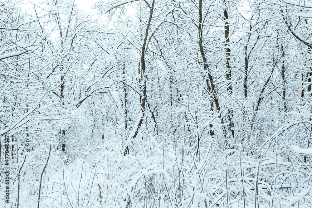 Winter forest with trees covered snow.