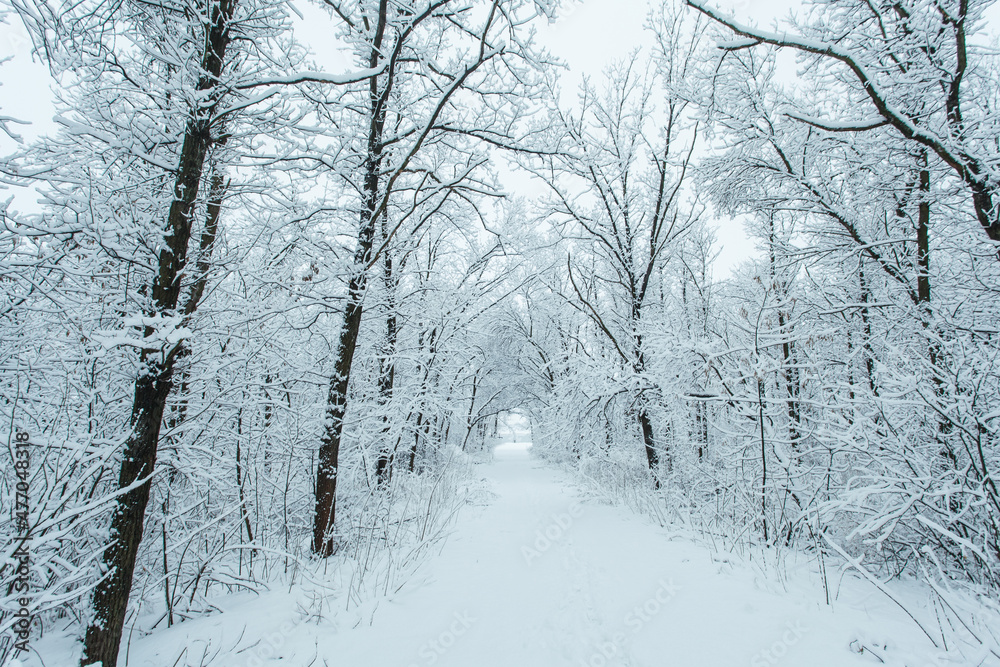 Winter forest with trees covered snow. Snowy road. Winter travel concept.