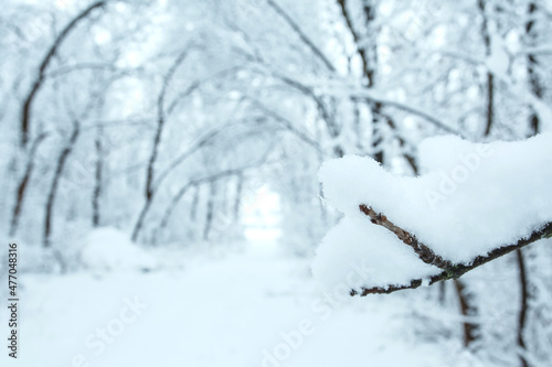 Winter forest with trees covered snow. Winter travel concept.