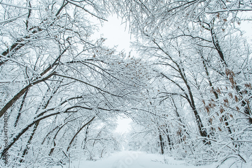 Winter forest with trees covered snow. Snowy road. Winter travel concept. © Maxim