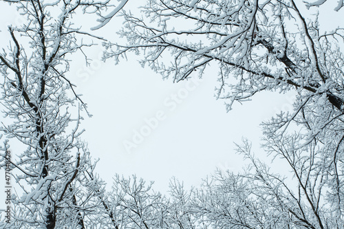 Winter forest with trees covered snow. Copy space.