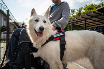 Man with disability with his service dog using electric wheelchair.