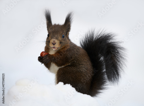 Eurasian red squirrel, Sciurus vulgaris. photo