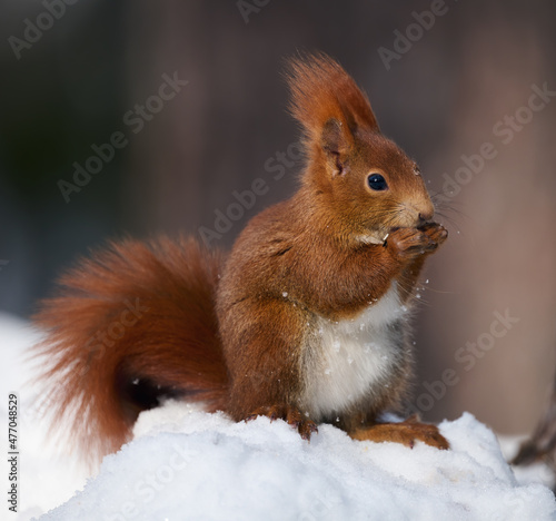 Eurasian red squirrel, Sciurus vulgaris. © lucaar