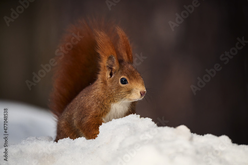 Eurasian red squirrel, Sciurus vulgaris. © lucaar