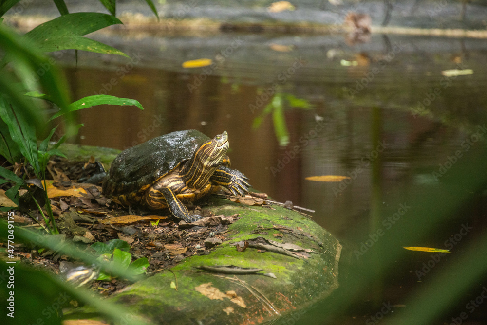 Turtle in Cahuita National Park, Costa Rica Turtle in Cahuita National Park, Costa Rica