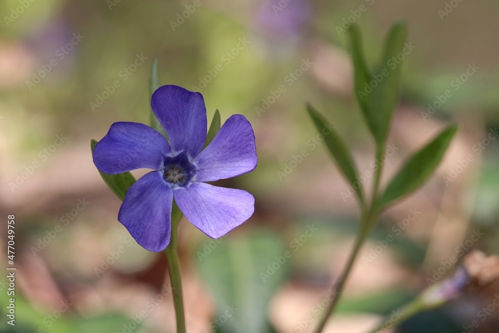 Vinca vine Vinca vine