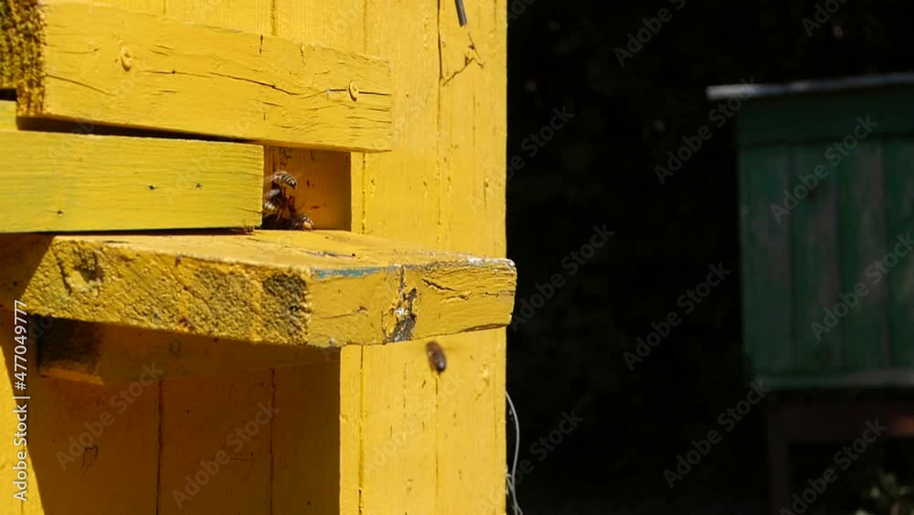 bees fly in and out of the hive, collect nectar, and make honey. bees fly in and out of the hive, collect nectar, and make honey.