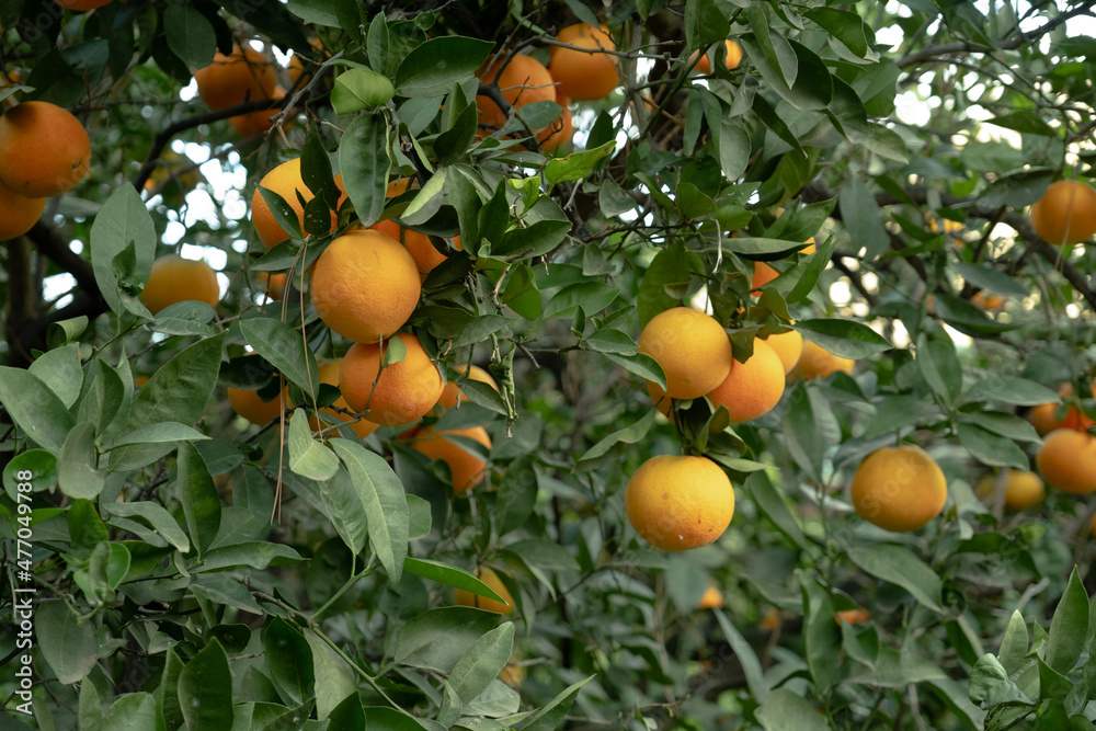Oranges ready for picking