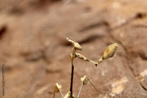 Indian Rose Mantis Insect