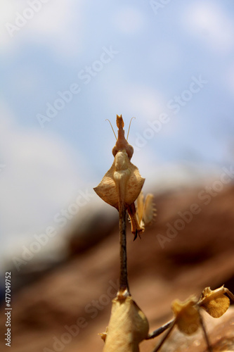 Indian Rose Mantis Backside Head Closeup