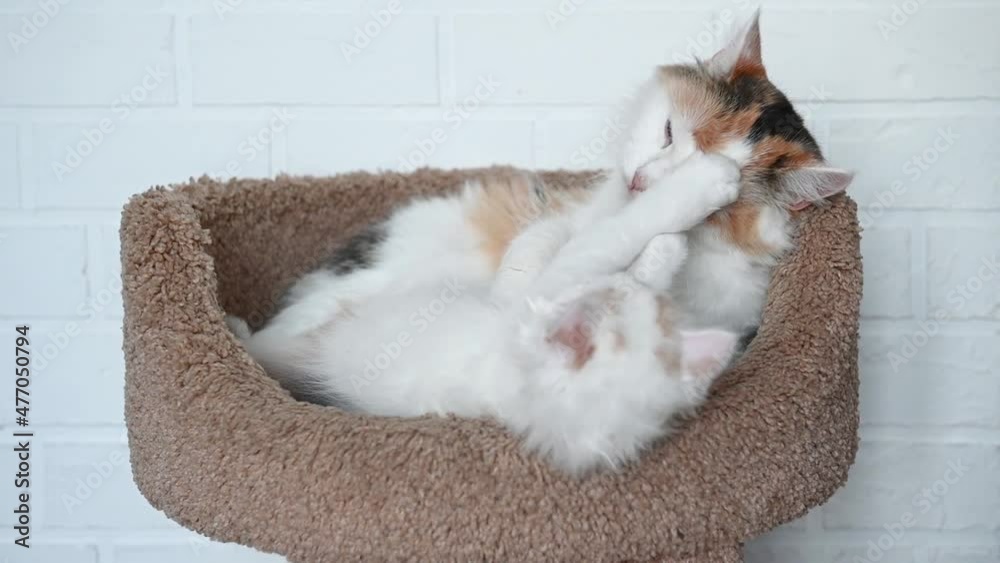 two cute kittens cat and white cat playing close up. High quality 4k footage two cute kittens cat and white cat playing close up. High quality 4k footage