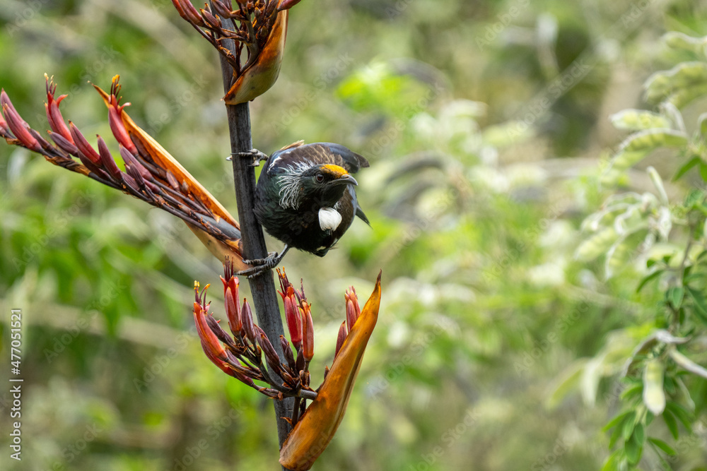 A Tui bird in New Zealand with a face full of pollen on flax