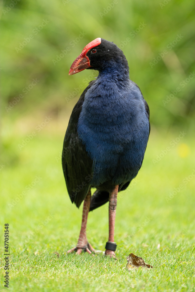 A Pukeko bird in New Zealand also known as a swamp hen A Pukeko bird in New Zealand also known as a swamp hen