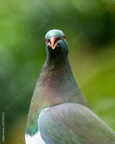 Close up of a Kereru bird also known as a wood pigeon in New Zealand photo