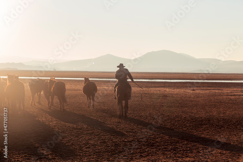 Fototapeta Naklejka Na Ścianę i Meble -  Horses running and kicking up dust with a shepherd on horse.  Dramatic landscape of wild horses (Yilki horses) running in dust with man cowboys
