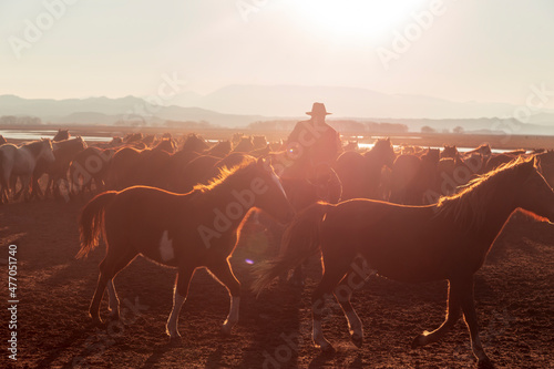 Fototapeta Naklejka Na Ścianę i Meble -  Horses running and kicking up dust with a shepherd on horse.  Dramatic landscape of wild horses (Yilki horses) running in dust with man cowboys