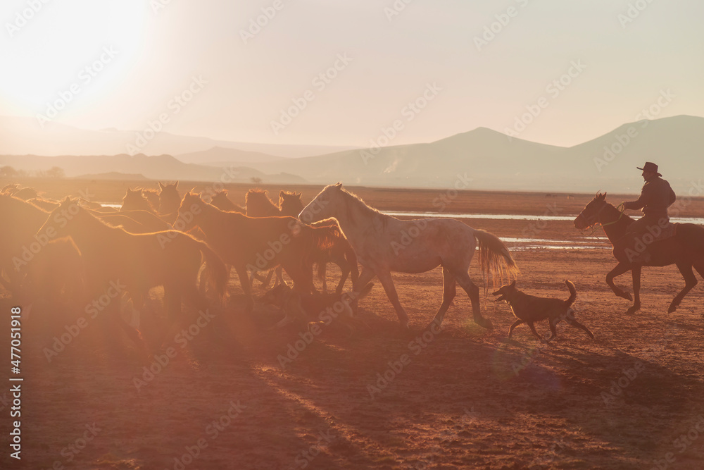 Horses running and kicking up dust with a shepherd on horse.  Dramatic landscape of wild horses (Yilki horses) running in dust with man cowboys