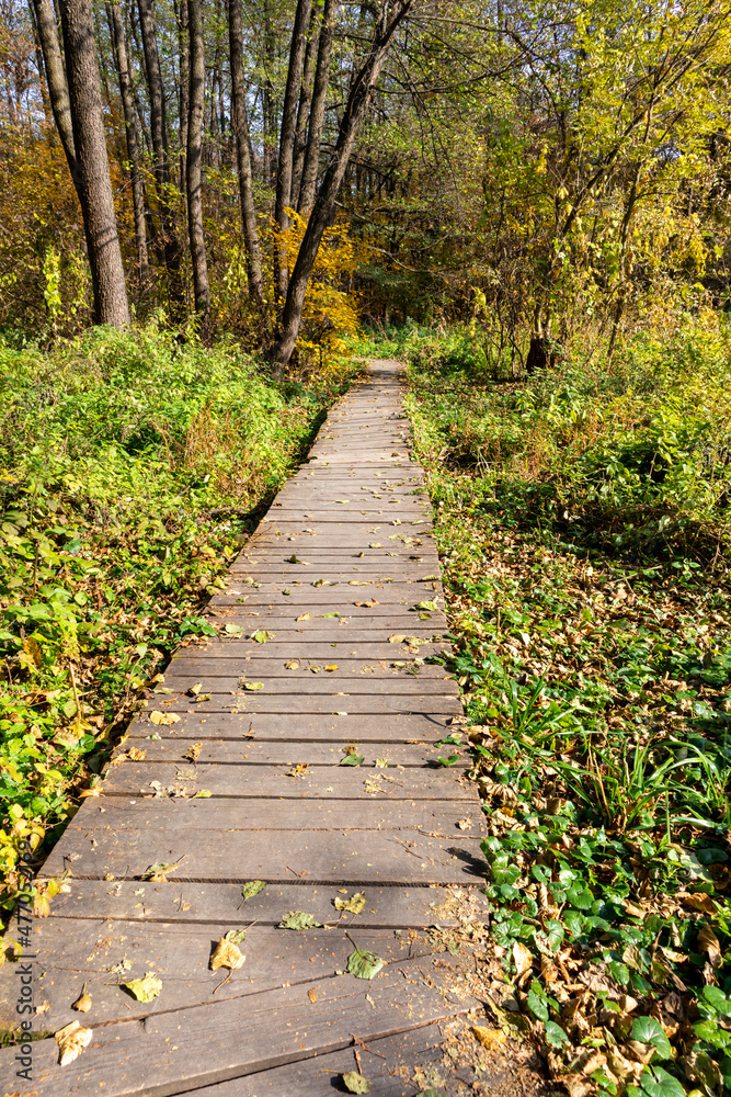Obraz premium Wooden footbridge through the forest. The trail of pedestrians made of boards is adventurous and informative. Selective focus.